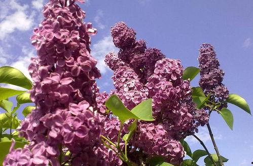 国产久丁香,传承与创新中的民族香氛传奇