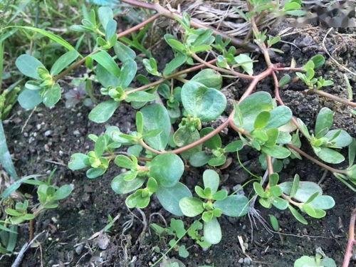 亚洲国产青草视频,探寻东方田园风情